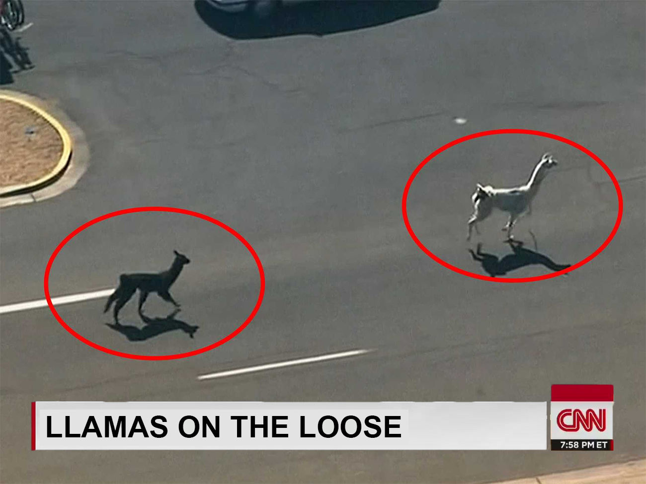No grazing on city property in Boulder -- at least for llamas